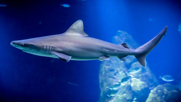 istock A shark in a fish tank aquarium 1160119515