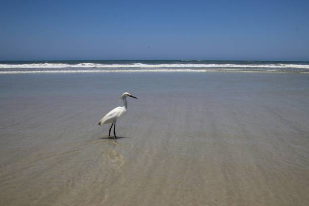 oiseau blanc enneigé d'aigrette marchant pataugeant dans le surf sur la plage dans l'eau bleue turquoise. - wading snowy egret egret bird photos et images de collection