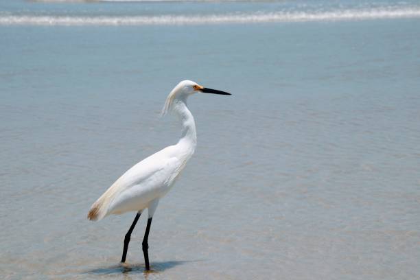 oiseau blanc enneigé d'aigrette marchant pataugeant dans le surf sur la plage dans l'eau bleue turquoise. - wading snowy egret egret bird photos et images de collection