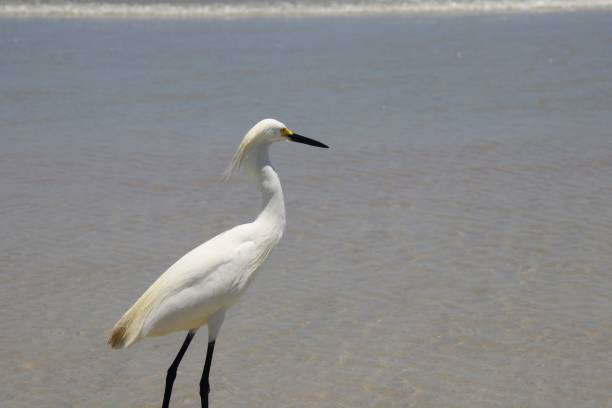 oiseau blanc enneigé d'aigrette marchant pataugeant dans le surf sur la plage dans l'eau bleue turquoise. - wading snowy egret egret bird photos et images de collection