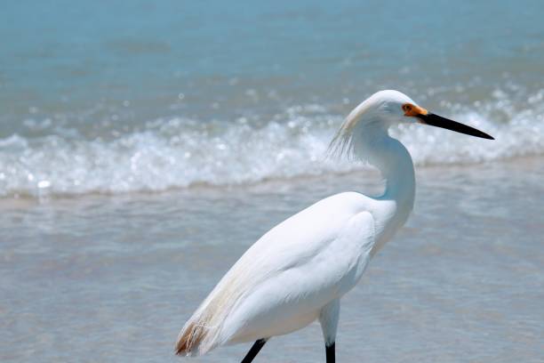 oiseau blanc enneigé d'aigrette marchant pataugeant dans le surf sur la plage dans l'eau bleue turquoise. - wading snowy egret egret bird photos et images de collection