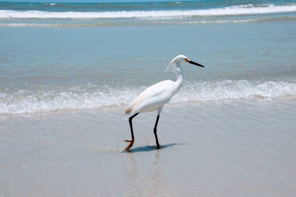 oiseau blanc enneigé d'aigrette marchant pataugeant dans le surf sur la plage dans l'eau bleue turquoise. - wading snowy egret egret bird photos et images de collection