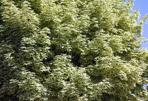 Leaves of Fraxinus ornus in Autumn