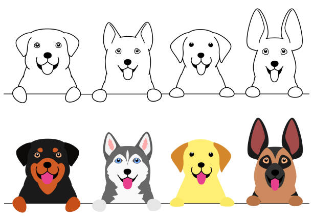 lächelnde große hunde grenze gesetzt - color image retriever illustration technique horizontal stock-grafiken, -clipart, -cartoons und -symbole
