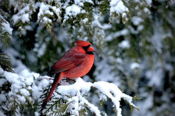 istock Male Cardinal in the Snow 1160121990