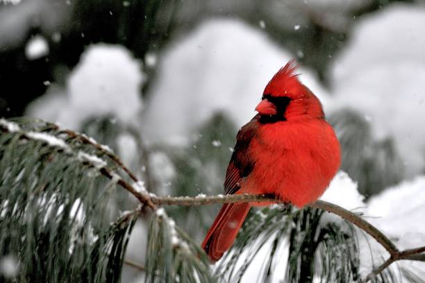 istock Male Cardinal in the Snow 1160121991
