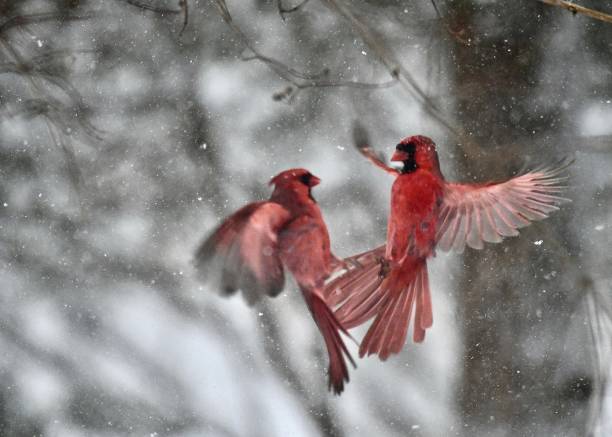 istock Male Cardinal in the Snow 1160121992