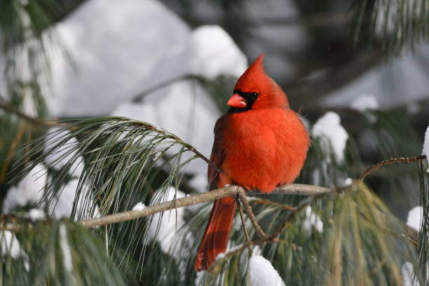 istock Male Cardinal in the Snow 1160121993