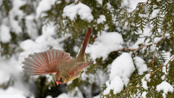 istock Female Cardinal in the Snow 1160121994
