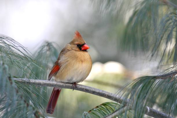 Closeup of one single female red orange northern cardinal Cardinalis bird perching on tree branch during winter snow in northern Virginia