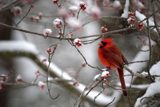 istock Male Cardinal in the Snow 1160121996