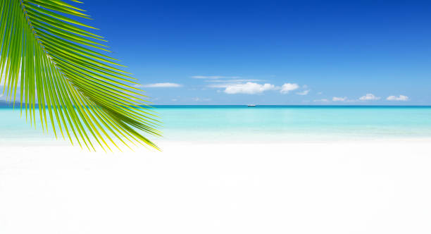 istock Summer tropical paradise beach copy space scene 1160123139