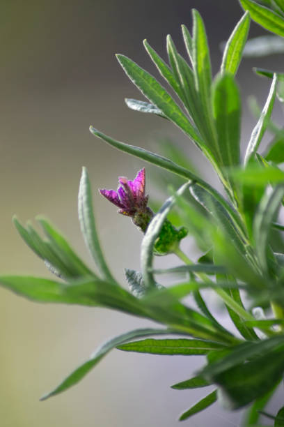 lavanda - foto stock