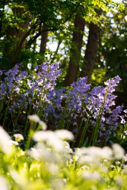 Bluebells in the Forest