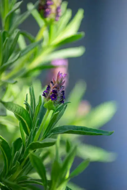 Lavender Plant and Flower