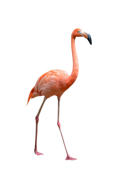 istock american flamingo bird (Phoenicopterus ruber) isolated on white background 1160123515