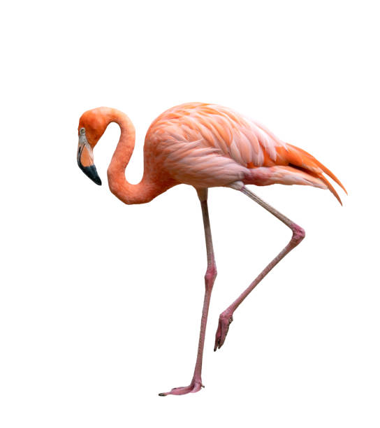 istock american flamingo bird (Phoenicopterus ruber) isolated on white background 1160123516