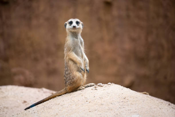 cute meerkat ( Suricata suricatta ) standing on the rock