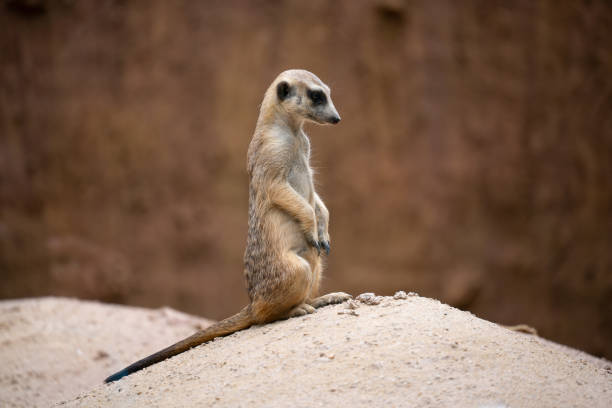 istock cute meerkat ( Suricata suricatta ) standing on the rock 1160123533