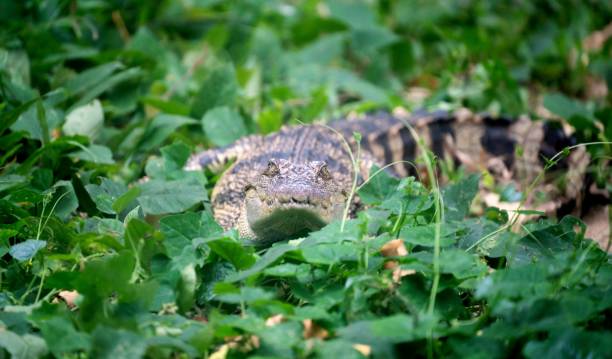 istock small crocodile hiding in green grass near the river 1160124052