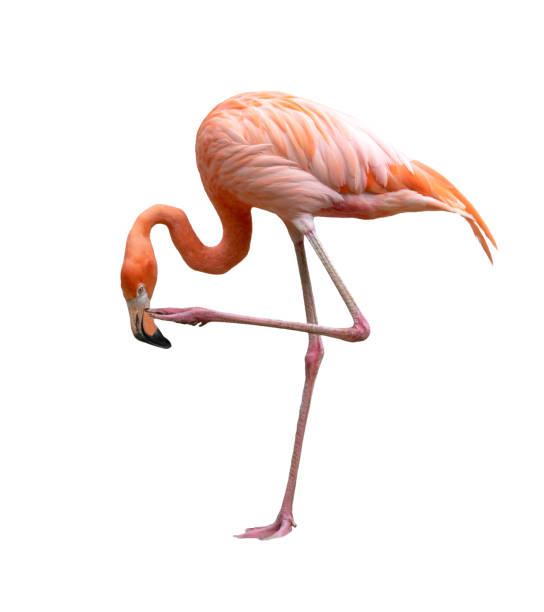 istock american flamingo bird (Phoenicopterus ruber) isolated on white background 1160124053