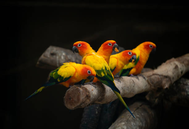 istock group of sunconure parrot bird on the perch in dark background 1160124083