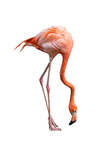 american flamingo bird (Phoenicopterus ruber) isolated on white background