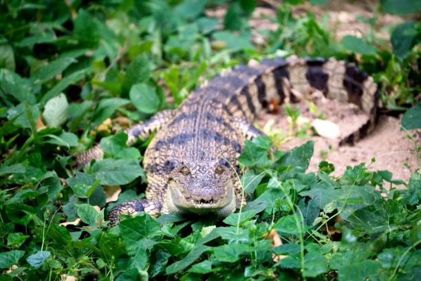 istock small crocodile hiding in green grass near the river 1160124093