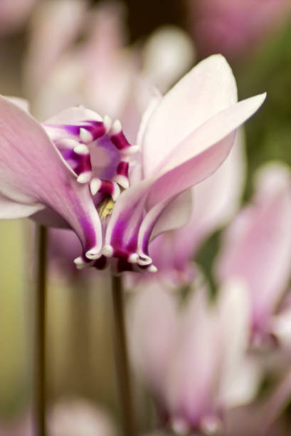 Pink Cyclamen stock photo