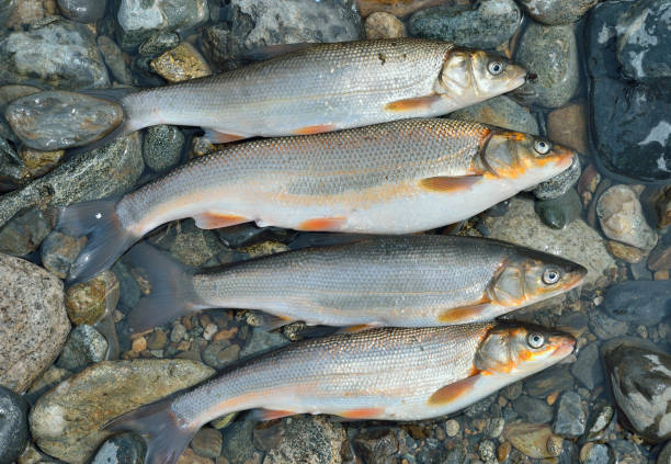 istock Catch of fish 27 1160124279