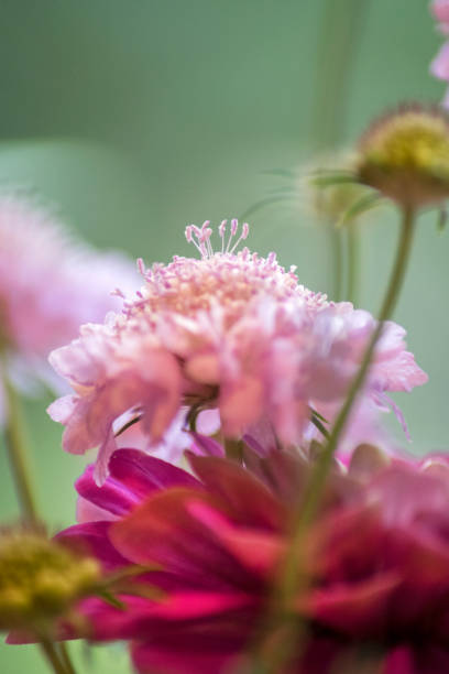 Fiore di pincushion rosa - foto stock