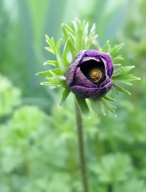 Snail in a Tiny, Purple Flower