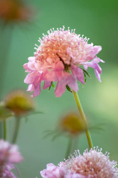 Fiore di pincushion rosa - foto stock