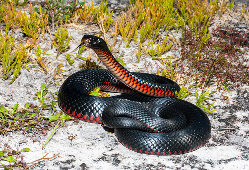 Serpiente Negra de vientre rojo photo