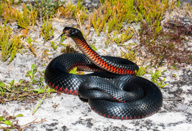 Red-bellied Black Snake stock photo