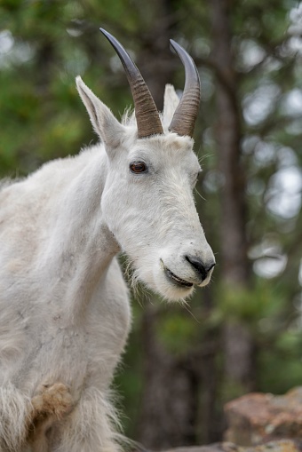 Rocky Mountain goats are known for their agility and often seen scaling steep, rocky ledges.
