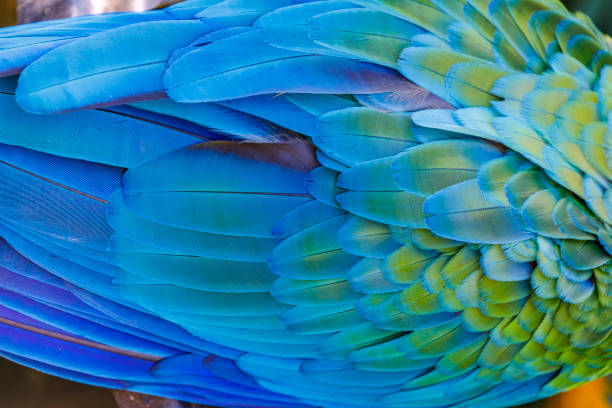 Blue Macaw Feather close-up