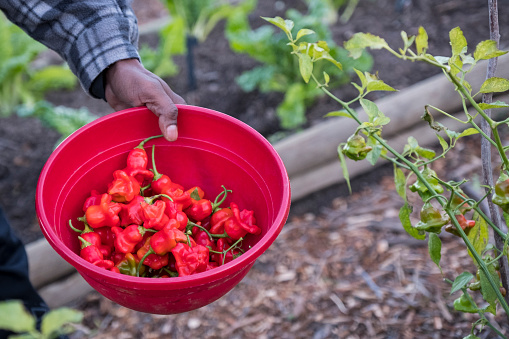 A farm worker picks vegetables at the community garden. He is picking some fresh peppadews for the farmers market.