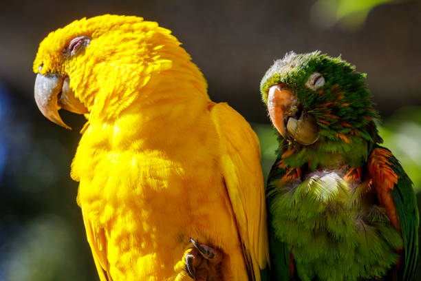 Two parakeets - macaw tropical bird couple on nature – Pantanal wetlands, Brazil Two parakeets - macaw tropical bird couple on nature background – Pantanal wetlands, Brazil sleeping parrot stock pictures, royalty-free photos & images