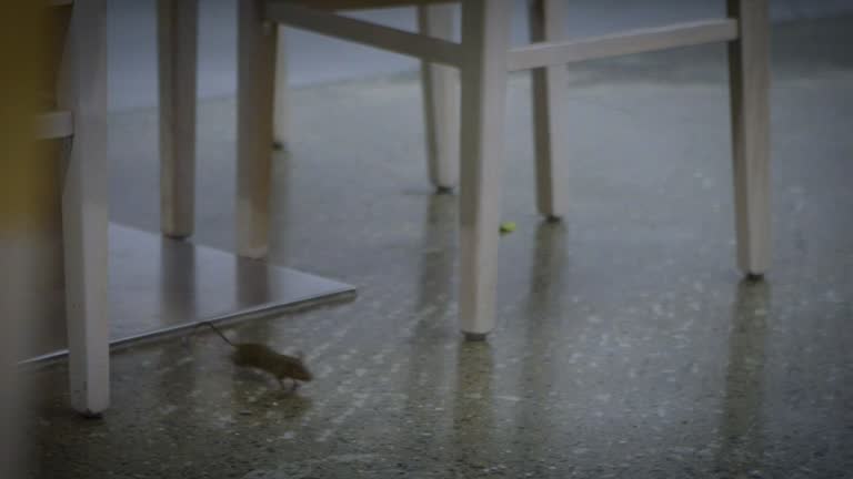 Slow motion the house mouse running around furniture of kitchen inside house