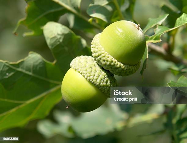 Photo libre de droit de Vert Fruits Frais banque d'images et plus d'images libres de droit de Allégorie - Allégorie, Arbre à feuilles caduques, Caractéristiques de la végétation