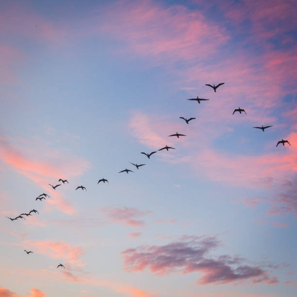 istock The sunset in Rio de Janeiro 1160135259