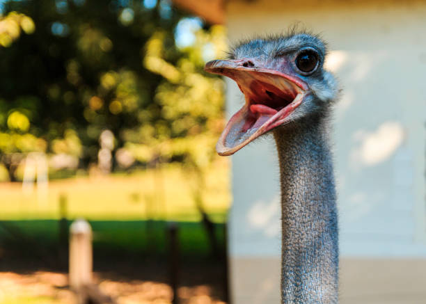 istock The ostrich with the open mouth 1160136549