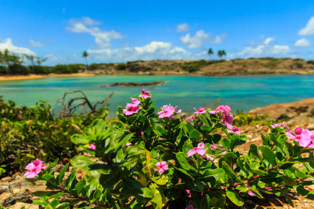 The beauty of Santo Aleixo Island in Sirinhaém