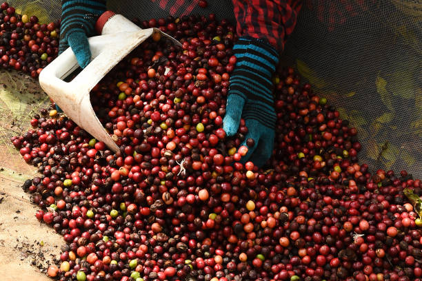 istock close up of  fresh coffee beans 1160137335