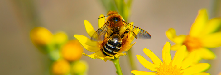 Insect bee on the yellow flower of the plant. Macro photo.