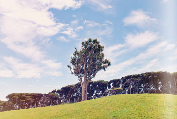 istock Cabbage Tree or Ti Kouka in a Rural Landscape 1160137482