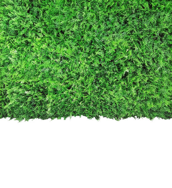 istock green leaves wall design die-cut on white background isolated with clipping path 1160139155
