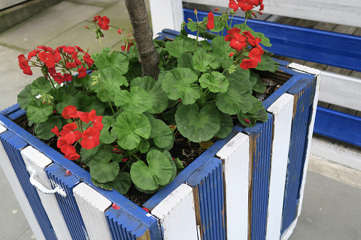 Stock photo of wooden planter made from old decking timber and painted Greek blue and white strips, with flowering red geraniums / pelargonium flowers growing in homemade wood pot outside on patio garden as annual summer bedding plants, Greece flag colours