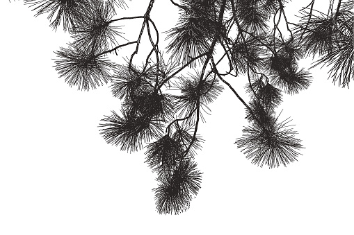 Vector Pine Boughs background.